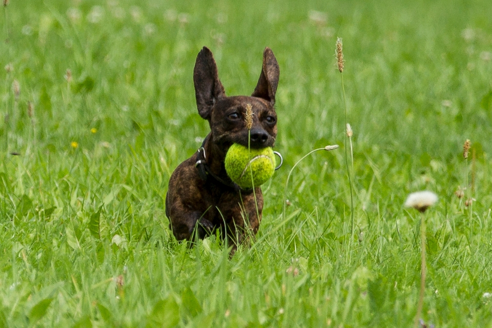 Hunde aus der Nachbarschaft